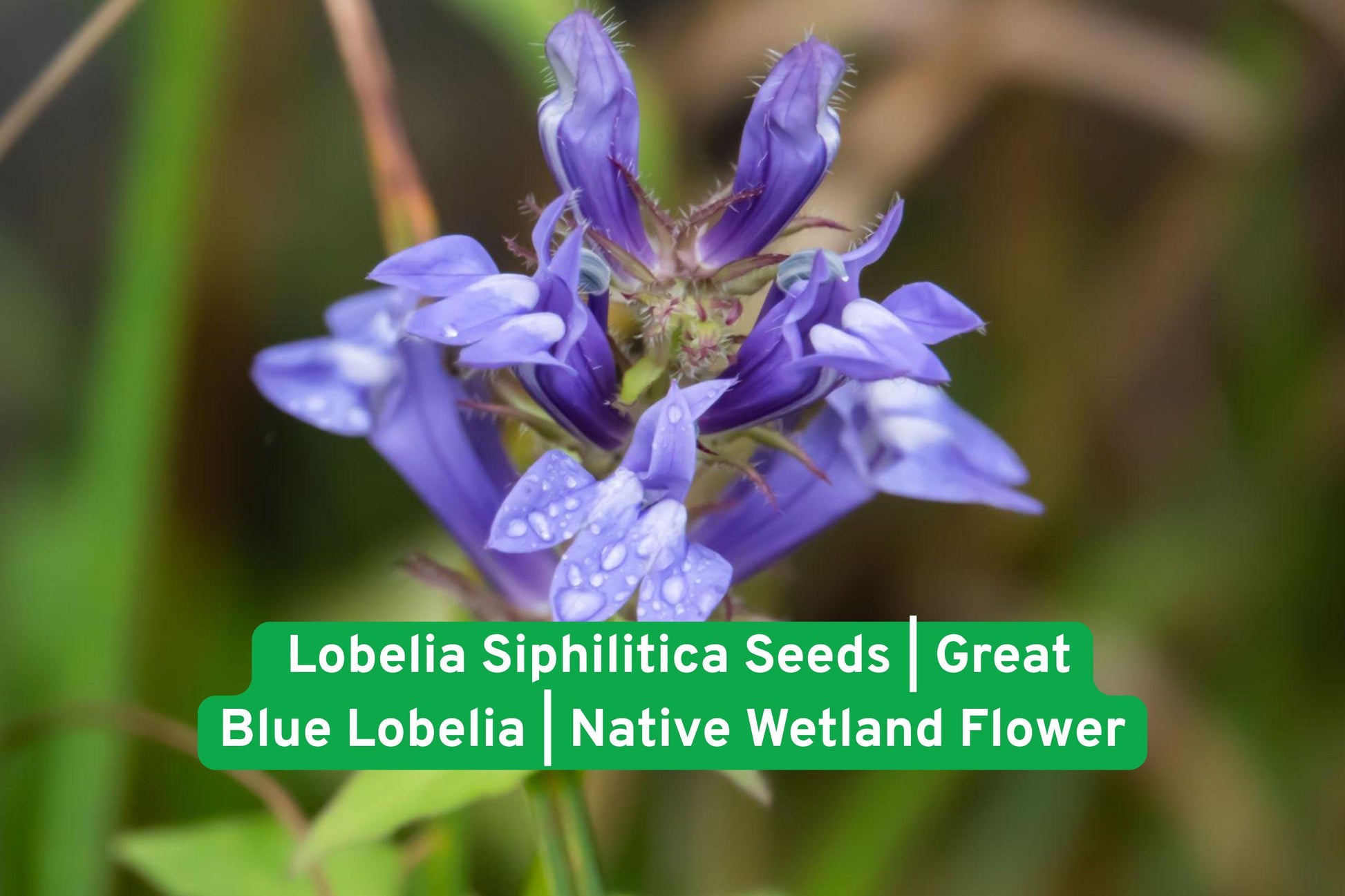 Lobelia Siphilitica Seeds – Blue Native Wetland Flower for Rain Gardens, Pollinator Habitat, Perennial Plant