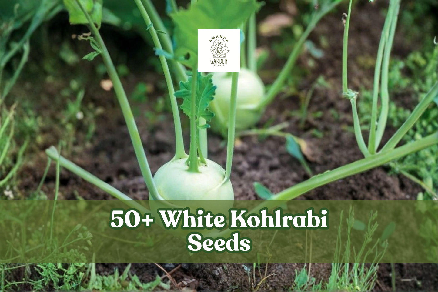 50+ White Kohlrabi Seeds – Beas Variety, Brassica oleracea, Cool-Season Vegetable, White Bulbs, Full Sun, Garden & Raised Beds
