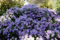 Aromatic Aster Seeds 100 Pack | Native Symphyotrichum oblongifolium for Fall Gardens & Pollinator Habitats