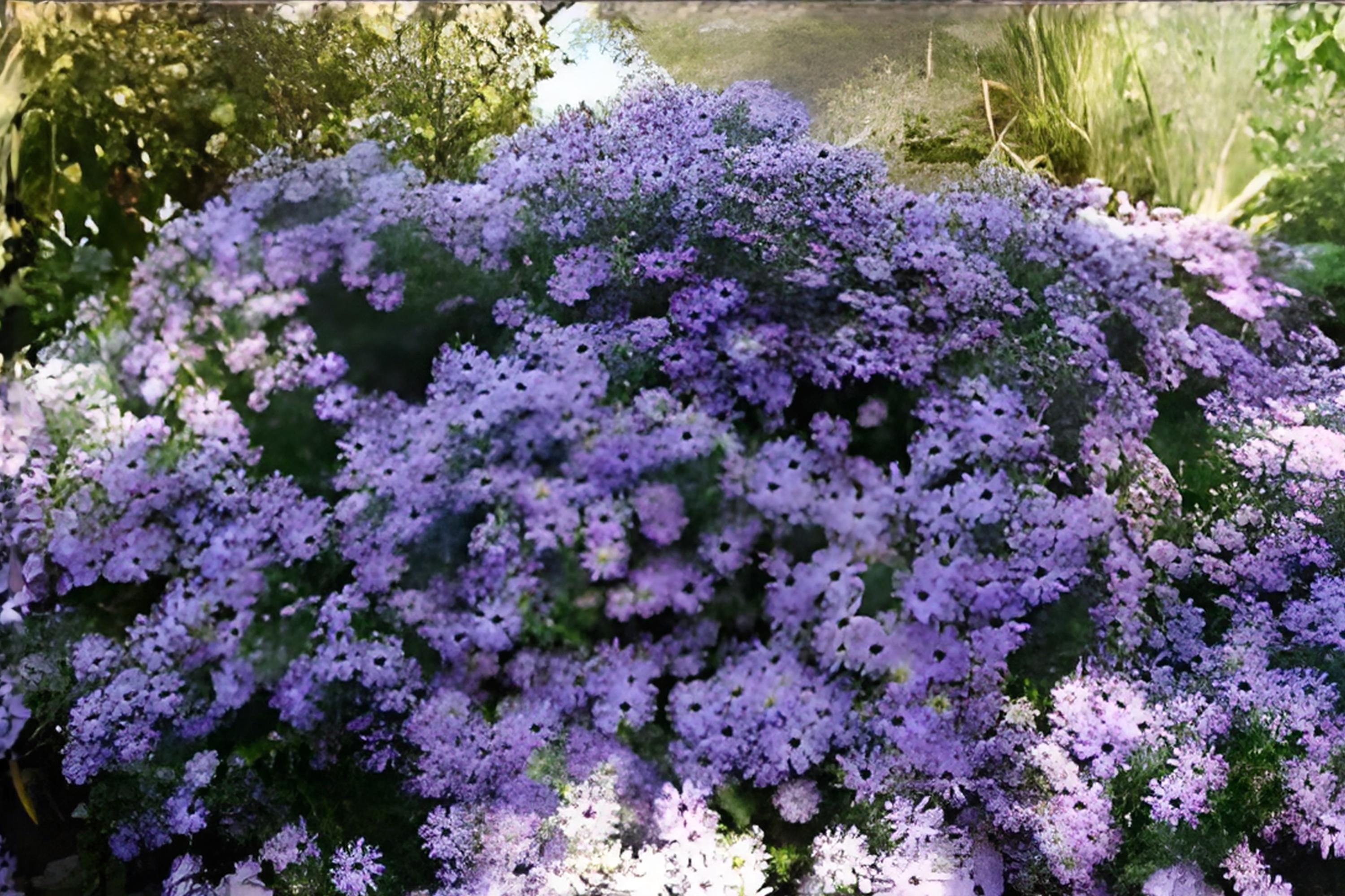 Aromatic Aster Seeds 100 Pack | Native Symphyotrichum oblongifolium for Fall Gardens & Pollinator Habitats