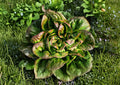 Bronze Mignonette Lettuce Seeds Heirloom Red Bibb Butterhead Garden Vegetable 1000 Seeds