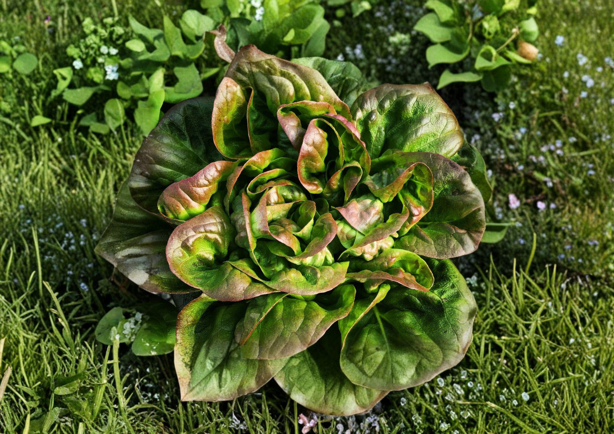 Bronze Mignonette Lettuce Seeds Heirloom Red Bibb Butterhead Garden Vegetable 1000 Seeds
