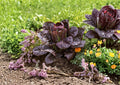 Red Romaine Lettuce Seeds, Heirloom Crisp Burgundy Leaf, Vegetable Seeds, Fast Growing, 1000 Seeds