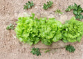 Bibb Butterhead Lettuce Seeds – Heirloom Non-GMO Vegetable Garden Greens – 1000 Seeds