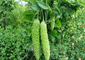 Dark Jade Hybrid Bitter Melon Seeds – 5 Climbing Vine Vegetable Seeds for Easy Growth - Momordica charantia