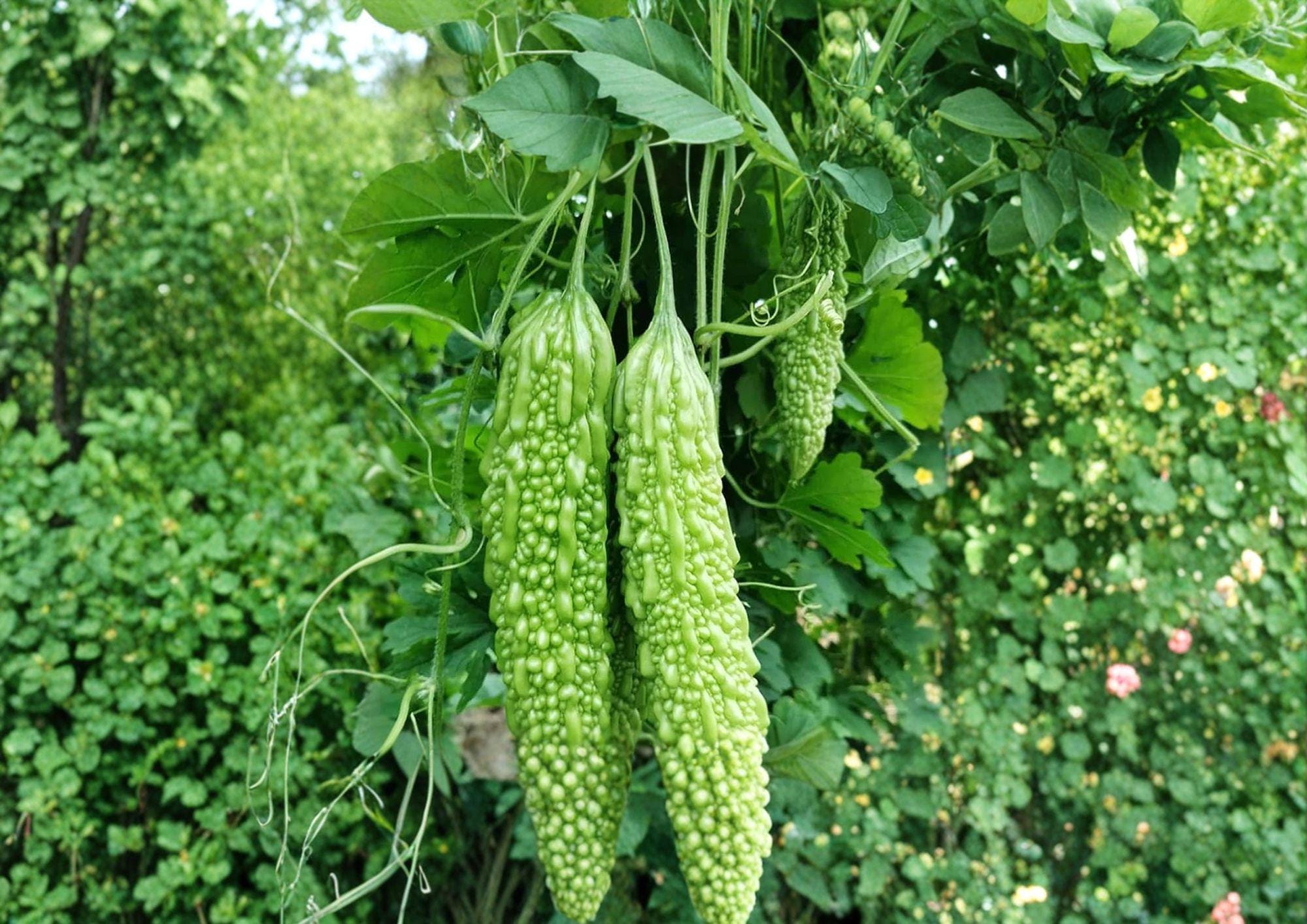 Dark Jade Hybrid Bitter Melon Seeds – 5 Climbing Vine Vegetable Seeds for Easy Growth - Momordica charantia
