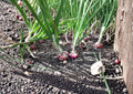 Red Burgundy Onion Seeds – Short Day Heirloom Vegetable for Warm Climates – Fast Growing Bulb Plant
