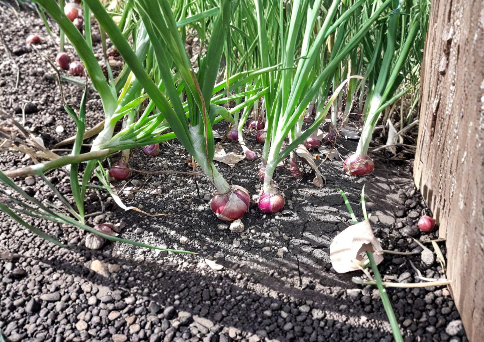 Red Burgundy Onion Seeds – Short Day Heirloom Vegetable for Warm Climates – Fast Growing Bulb Plant
