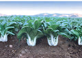 Dwarf Pak Choi Seeds – Heirloom Baby Bok Choy, Compact Asian Greens, Fast Growing, Easy to Grow, Brassica rapa