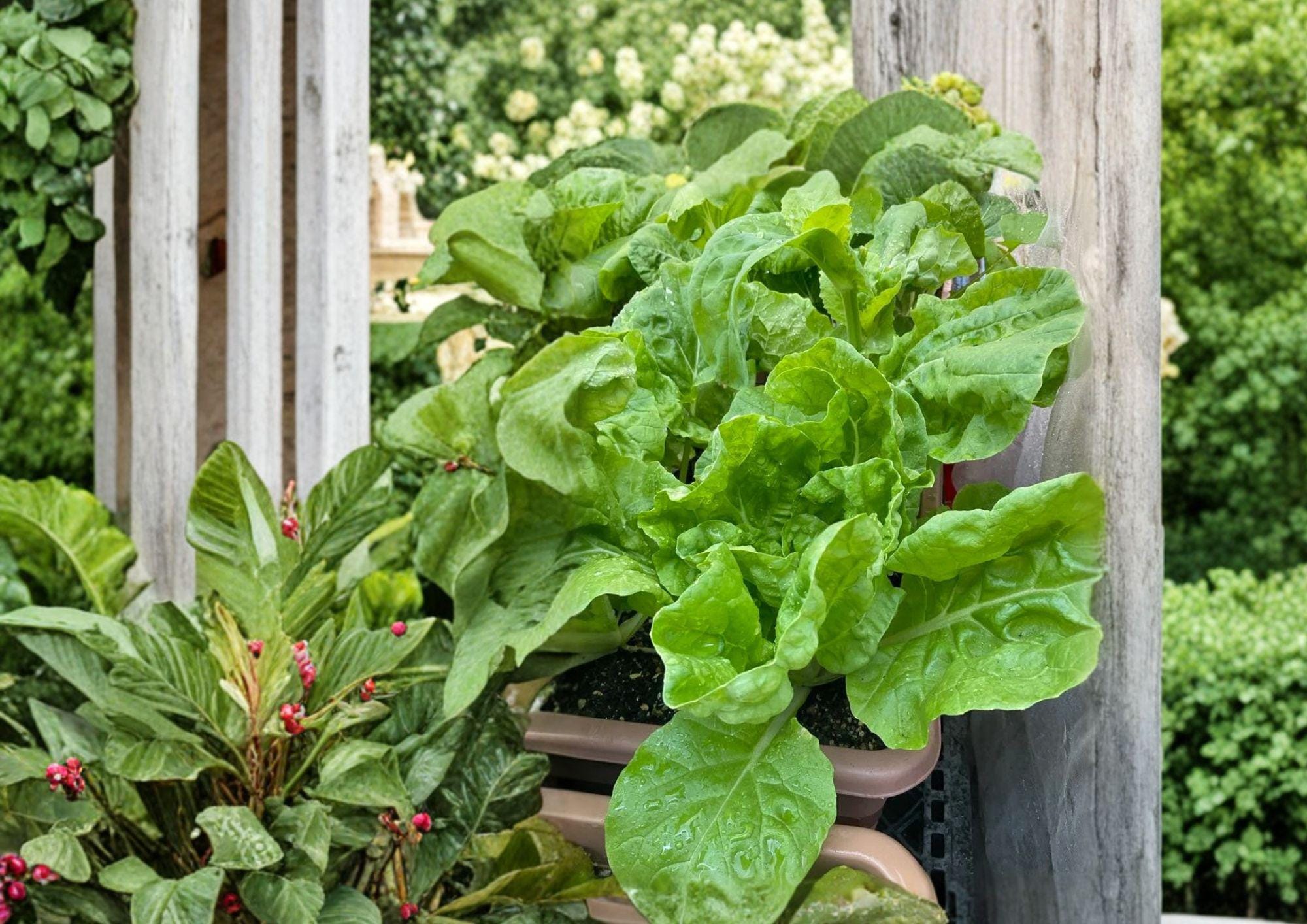 Frilly Leaf Pak Choi Seeds – 100 Hybrid Asian Vegetable Garden Seeds – Edible Leafy Greens for Cooking and Harvest