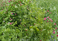 Dwarf Sugar Grey Snow Pea Seeds – Heirloom Vegetable, Compact Garden Plant, Seasonal Crop, Edible Pods, Pisum sativum