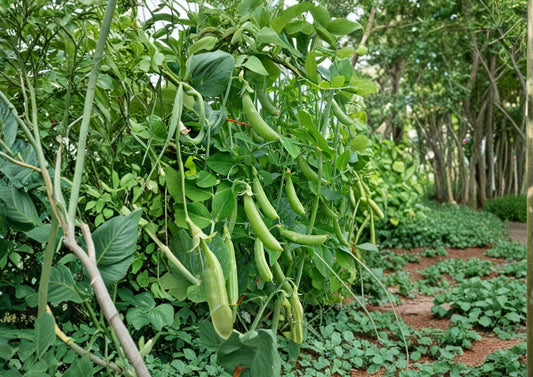 Heirloom Sugar Snap Pea Seeds – 50 Edible Pod Vegetable Seeds for Garden, Fast Growing, Non-GMO, Organic, Vegetable Seeds
