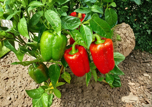 Yolo Wonder Bell Pepper Seeds – Heirloom Vegetable, Large Blocky, Warm Season Garden, 25 Seeds, Fast Growing