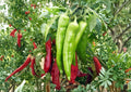 Hatch Big Jim Chili Pepper Seeds – 25 Heirloom Vegetable Seeds, Mild Heat Peppers, Garden Grow Kit, BloomHavenNursery