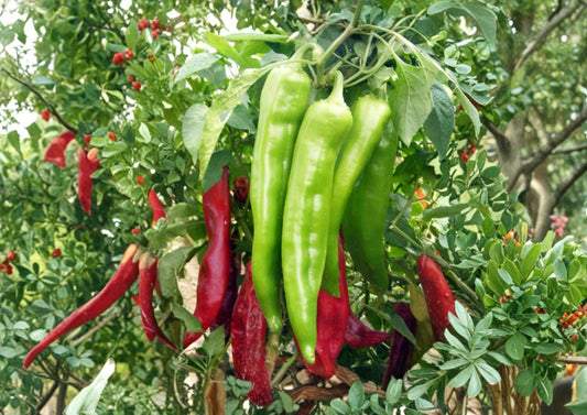 Hatch Big Jim Chili Pepper Seeds – 25 Heirloom Vegetable Seeds, Mild Heat Peppers, Garden Grow Kit, BloomHavenNursery