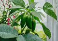 Early Jalapeno Seeds – 25 Heirloom Chili Vegetable Seeds for Fast Growing Garden Plants