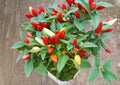 Chile Piquin Hot Pepper Seeds – 25 Heirloom Vegetable Seeds for Fiery Peppers – Capsicum annuum