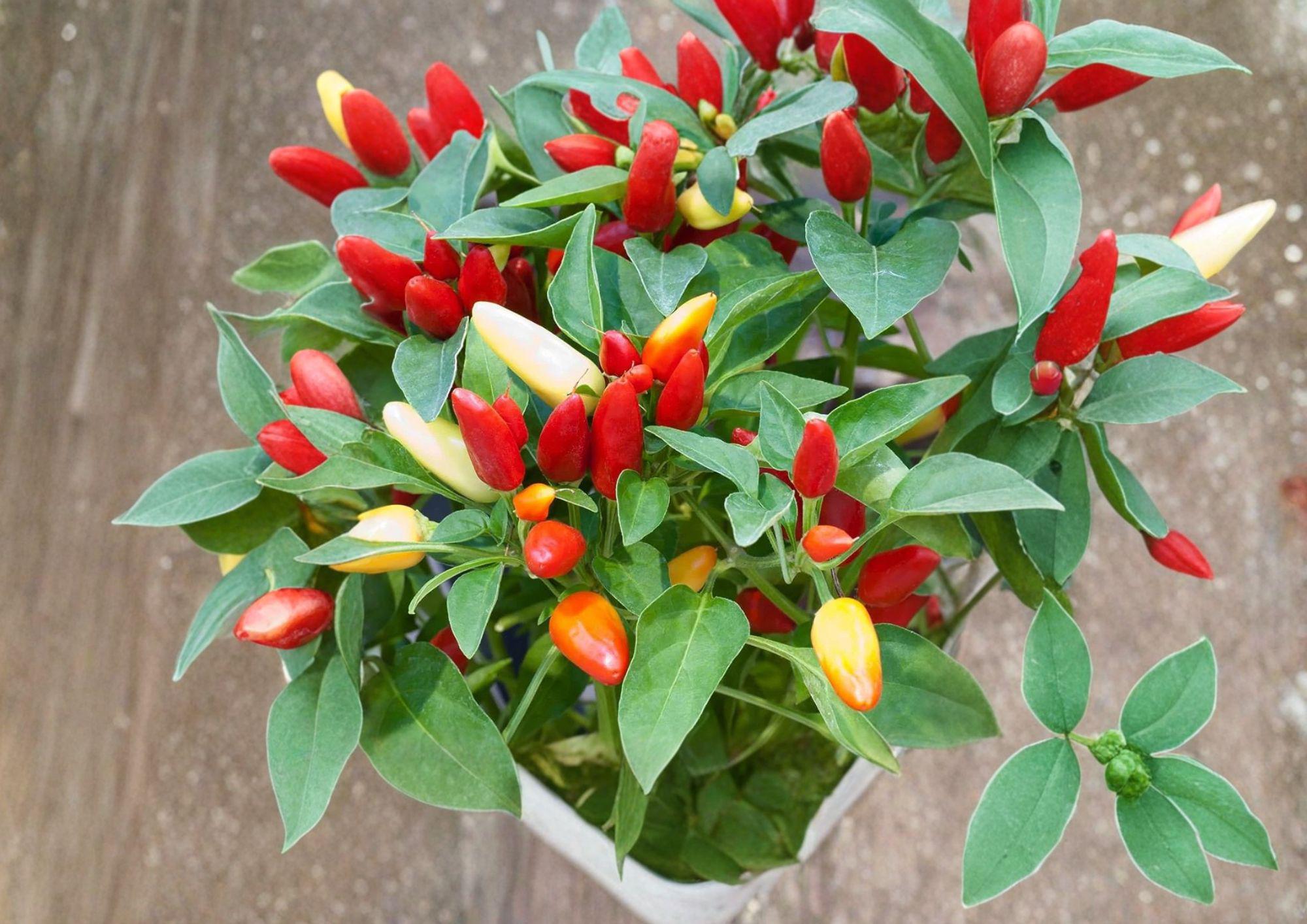 Chile Piquin Hot Pepper Seeds – 25 Heirloom Vegetable Seeds for Fiery Peppers – Capsicum annuum