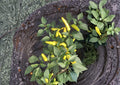 Hungarian Yellow Wax Pepper Seeds – 25 Heirloom Chili Vegetable Seeds, Medium Heat, Fast Shipping