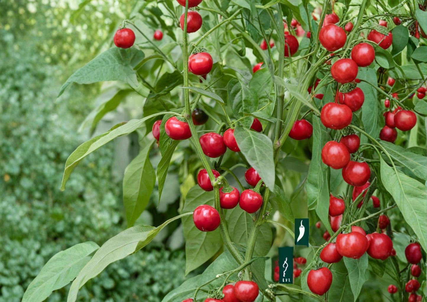 Large Cherry Hot Pepper Seeds – 25 Heirloom Chili Vegetable Seeds for Spicy Red Peppers - Fast Growing
