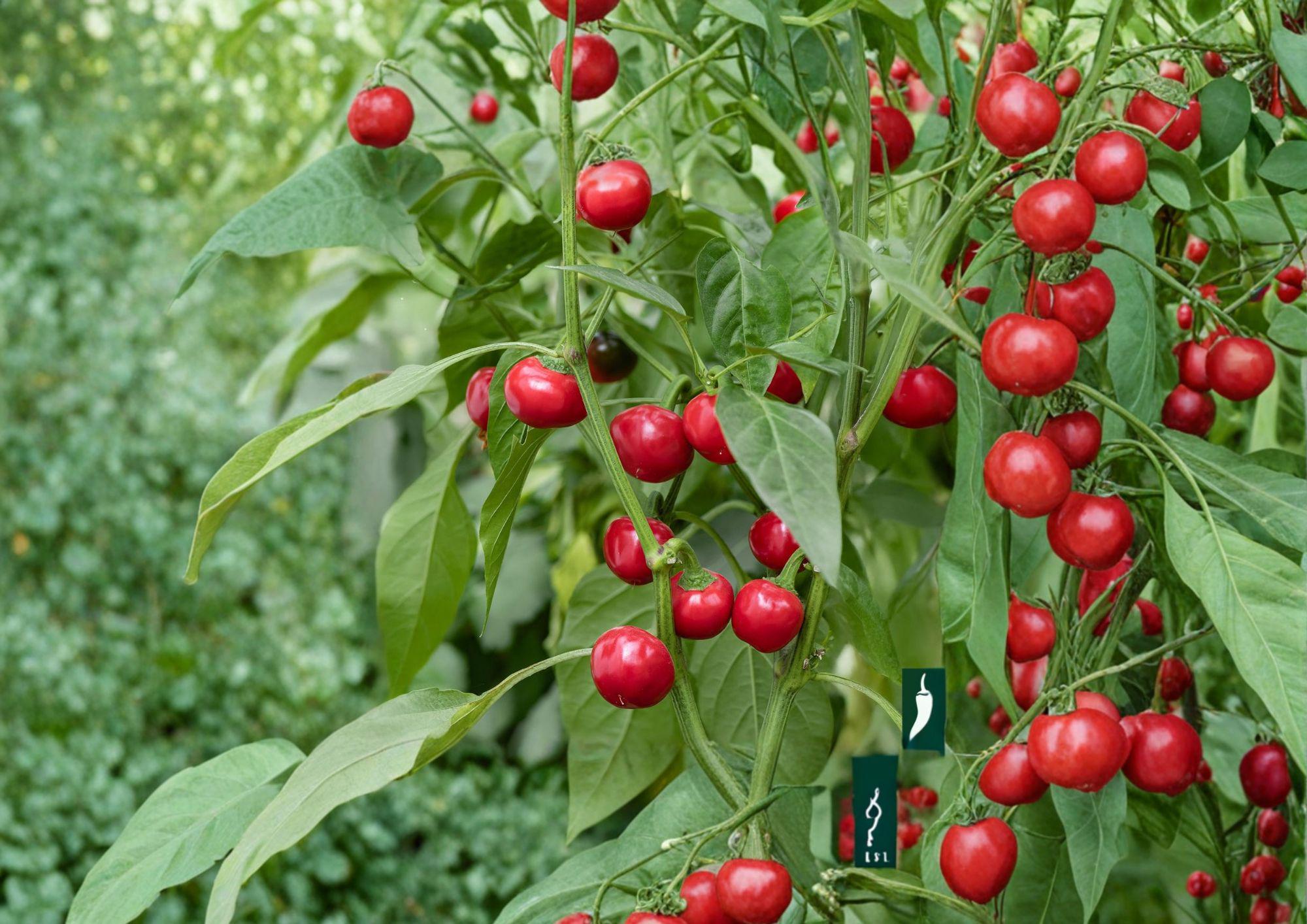 Large Cherry Hot Pepper Seeds – 25 Heirloom Chili Vegetable Seeds for Spicy Red Peppers - Fast Growing