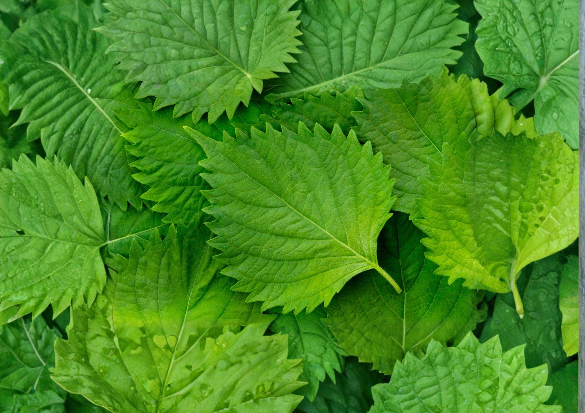 Korean Perilla Shiso Seeds – 500 Heirloom Herb Seeds for Aromatic Asian Cuisine Garden