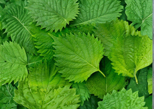 Korean Perilla Shiso Seeds – 500 Heirloom Herb Seeds for Aromatic Asian Cuisine Garden