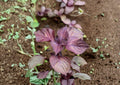 Red Aka Shiso Perilla Seeds – Heirloom Herb for Asian Culinary Gardens – Fresh Stock