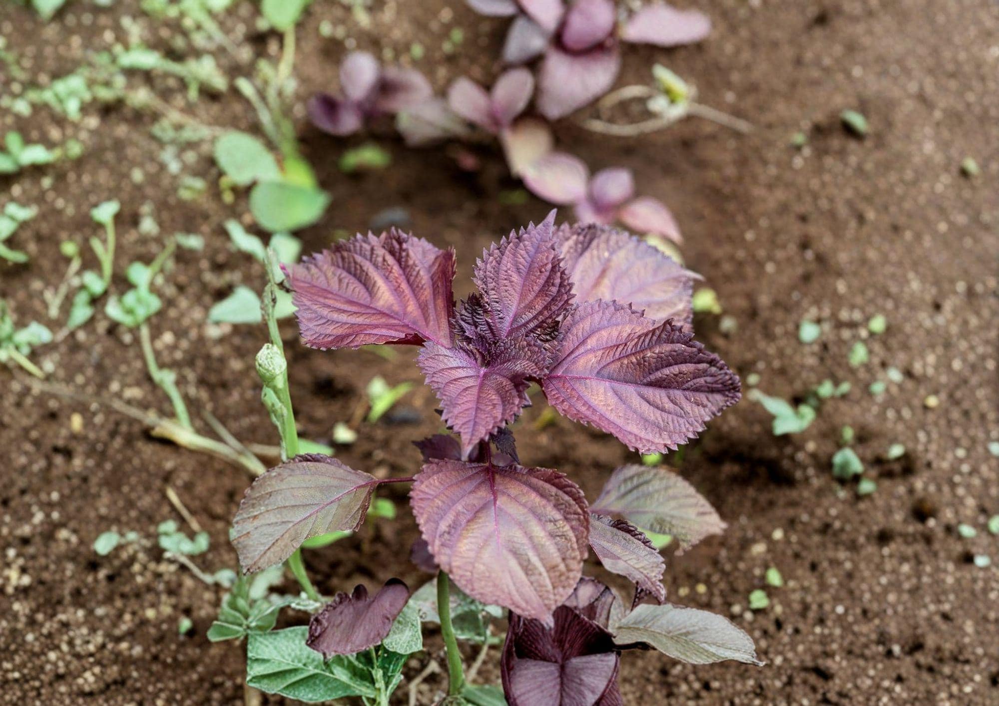 Red Aka Shiso Perilla Seeds – Heirloom Herb for Asian Culinary Gardens – Fresh Stock