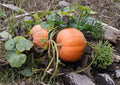 Small Sugar Pumpkin Seeds – Heirloom Pie Pumpkin for Baking, Home Garden Fall Harvest, Non-GMO, Organic, Fast Shipping