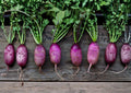 Triton Purple Stem Radish Seeds – 100 Heirloom Non-GMO Fast Growing Root Vegetable Seeds for Garden Crop