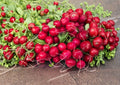 Heirloom Cherry Belle Radish Seeds – 100 Fast Growing Root Vegetable Seeds for Spring & Summer Planting