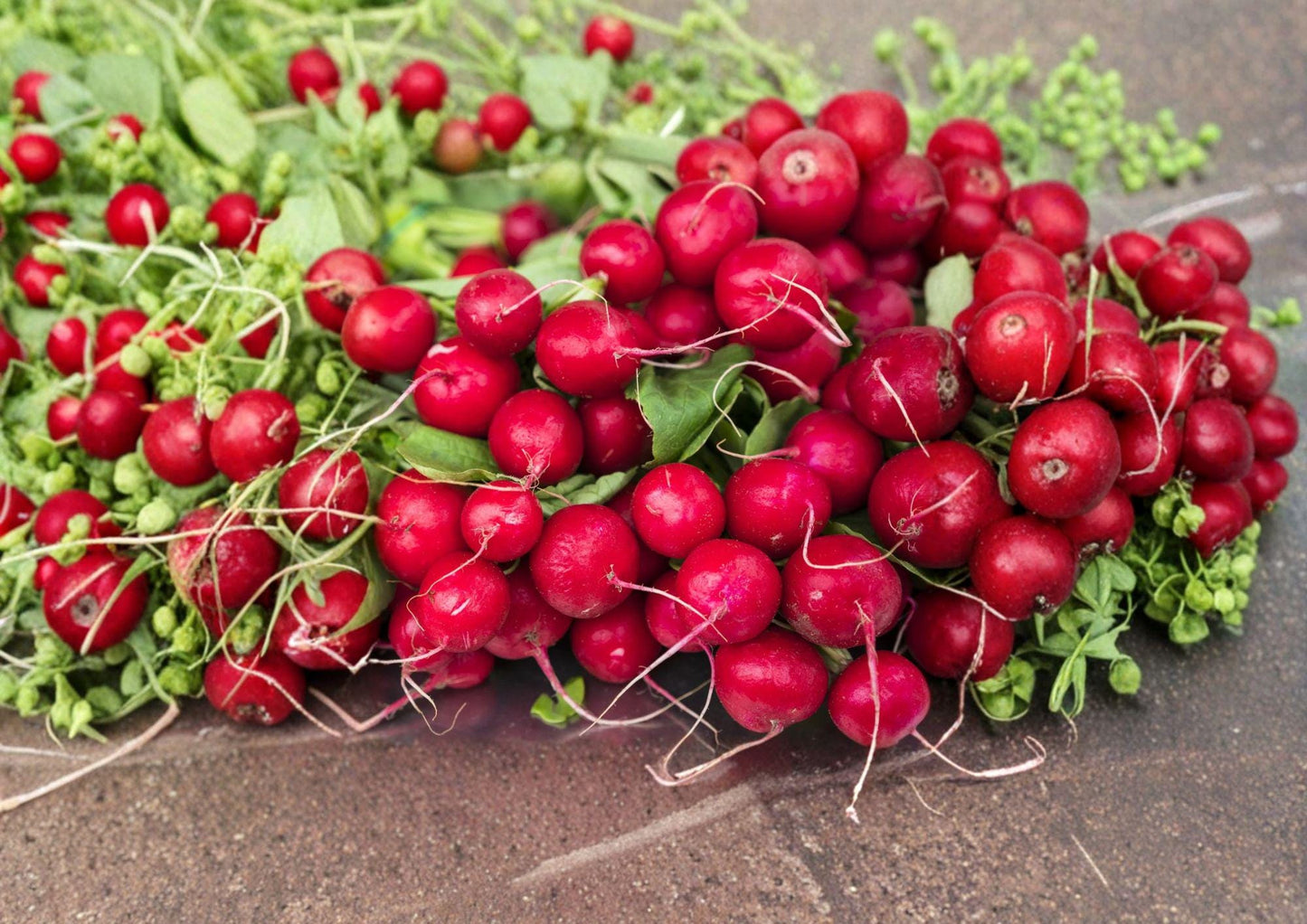 Heirloom Cherry Belle Radish Seeds – 100 Fast Growing Root Vegetable Seeds for Spring & Summer Planting