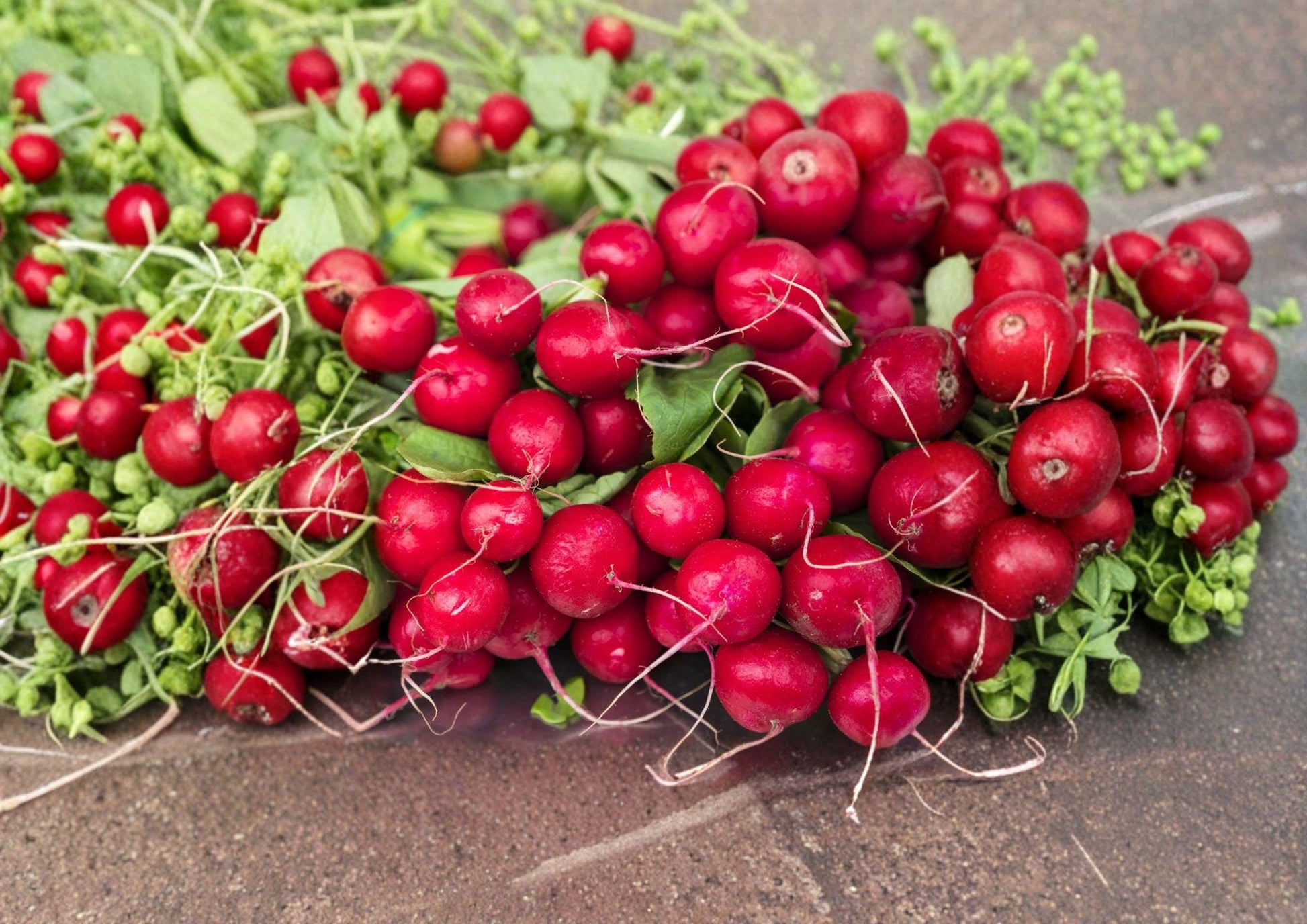 Heirloom Cherry Belle Radish Seeds – 100 Fast Growing Root Vegetable Seeds for Spring & Summer Planting