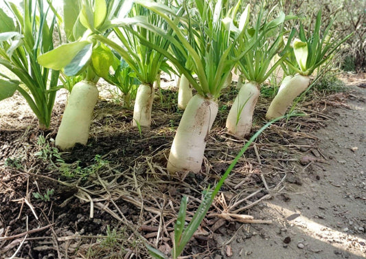 Minowase Daikon Radish Seeds – Heirloom Root Vegetable, Temperate Garden, Easy to Grow, 100 Seeds