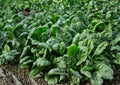 Bloomsdale Spinach Seeds – Heirloom Leafy Greens for Gardens, 100 Seeds – Spinacia oleracea