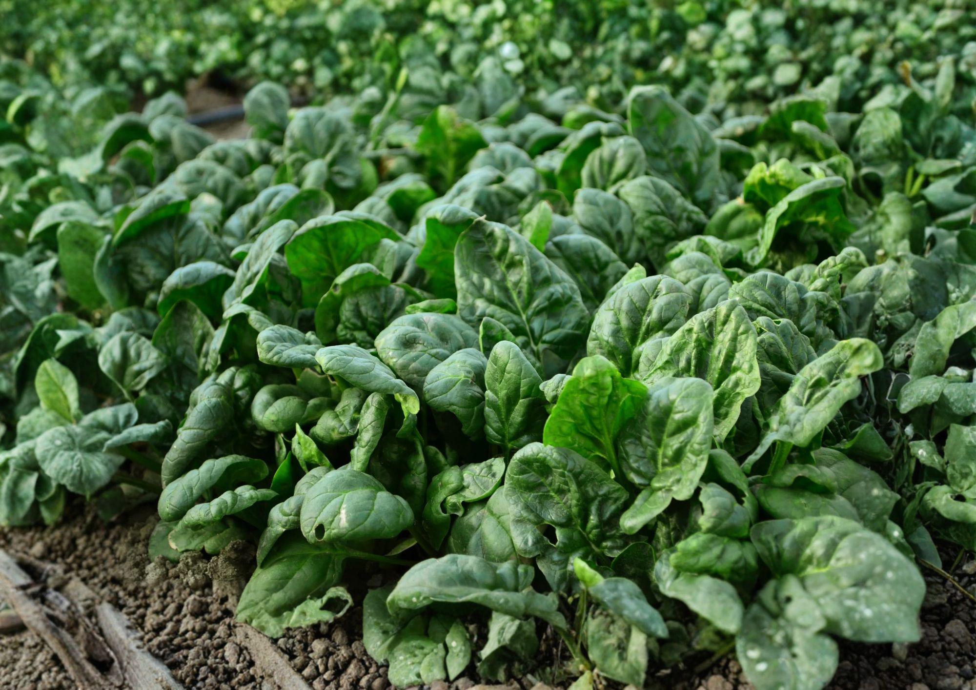 Bloomsdale Spinach Seeds – Heirloom Leafy Greens for Gardens, 100 Seeds – Spinacia oleracea