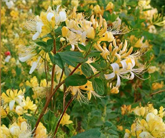 Hall's Honeysuckle Live Plant – Lonicera japonica White Yellow Fragrant Vine – Climbing, Ground Cover, Nectar Attracts Hummingbirds