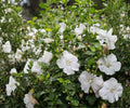 Live Rose of Sharon Plant - White Hibiscus Syriacus Shrub, 6" to 1 ft, Deciduous Flowering Bush, Summer Blooming, Althea Garden Plant