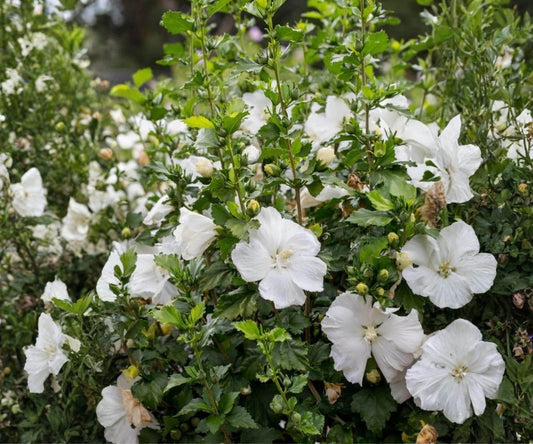Live Rose of Sharon Plant - White Hibiscus Syriacus Shrub, 6" to 1 ft, Deciduous Flowering Bush, Summer Blooming, Althea Garden Plant