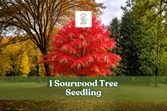 Sourwood Tree Seedling - Native Ornamental Landscape Tree - Oxydendrum arboreum - Live Plant for Garden, Yard, Native Planting