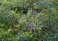 Northern Highbush Blueberry Seeds – Cold Hardy Edible Garden Shrub, Non-GMO, 200 Seeds, Vaccinium corymbosum