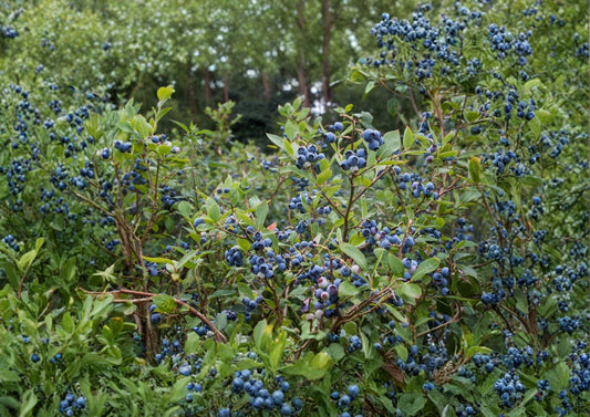 Northern Highbush Blueberry Seeds – Cold Hardy Edible Garden Shrub, Non-GMO, 200 Seeds, Vaccinium corymbosum