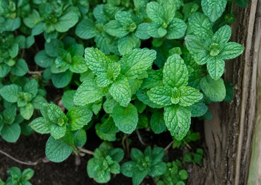 Mentha Piperita Peppermint Seeds 3000 Non-GMO Heirloom Perennial Herb for Tea Culinary Use Aromatic Gardens