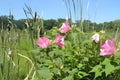 Swamp Rose Mallow Seeds 30 Pack | Native Hibiscus Hibiscus moscheutos for Ponds & Moist Soils