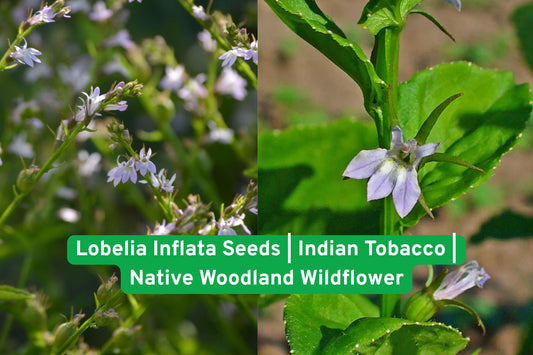 Lobelia Inflata Seeds | Indian Tobacco Wildflower | Native North American Annual with Pale Blue Flowers & Inflated Seed Pods