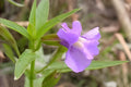 Monkey Flower Seeds (Mimulus ringens) – Native Wildflower for Rain Gardens, Pondsides & Wetlands, Pollinator-Friendly, Moisture-Loving Plant Seeds