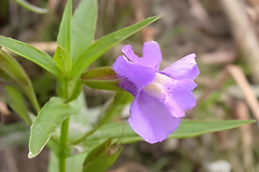 Monkey Flower Seeds (Mimulus ringens) – Native Wildflower for Rain Gardens, Pondsides & Wetlands, Pollinator-Friendly, Moisture-Loving Plant Seeds