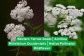 Western Yarrow Seeds, Achillea Millefolium Occidentalis, Native Pollinator Wildflower for Gardens and Prairie Landscapes