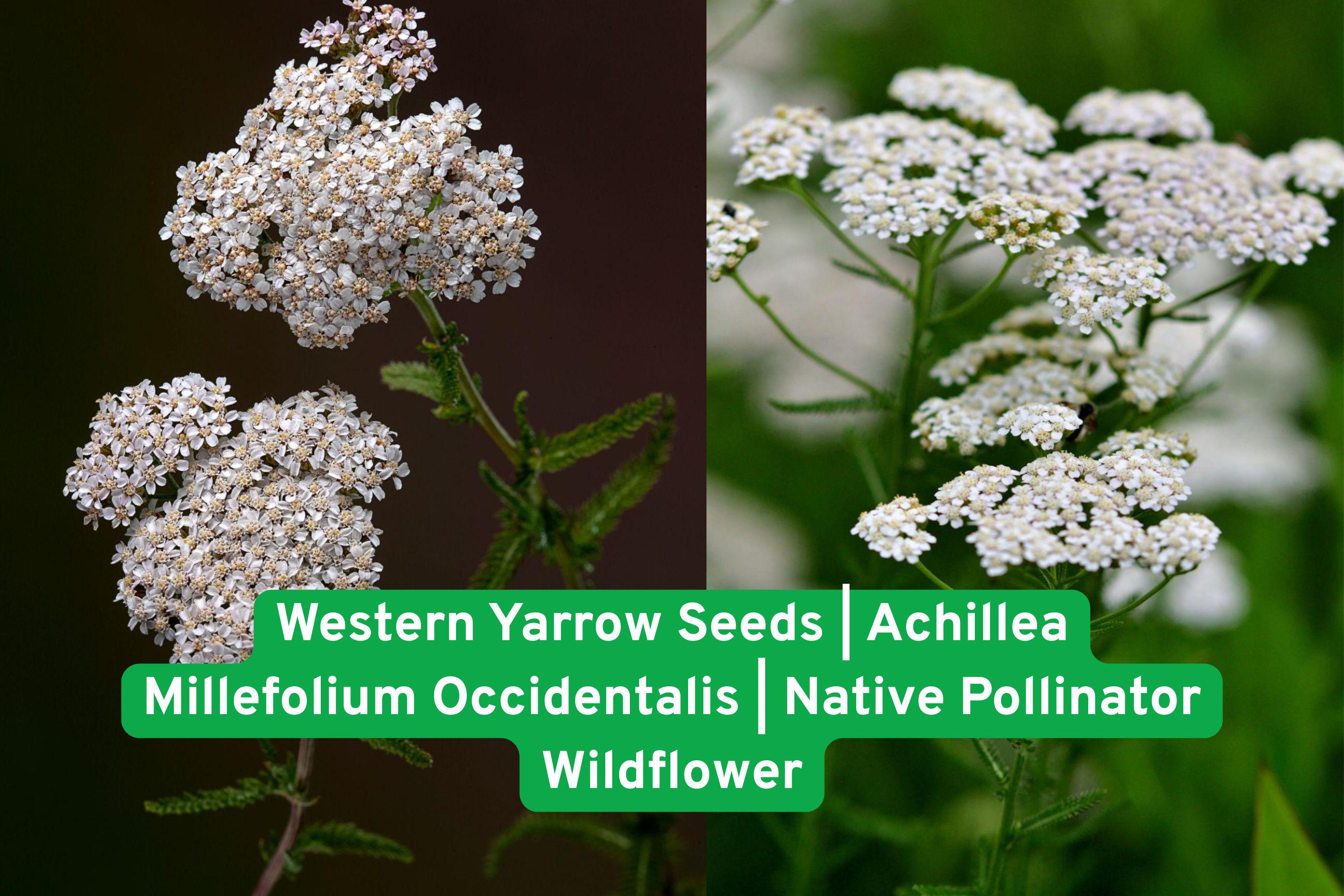 Western Yarrow Seeds, Achillea Millefolium Occidentalis, Native Pollinator Wildflower for Gardens and Prairie Landscapes